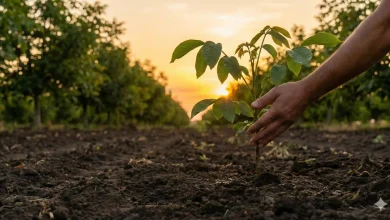 لیست جامع قیمت و خرید نهال گردو: مسیر امن سرمایه‌ گذاری سبز